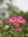 Pink flower Bauhinia variegate flowering plant legume family Fabaceae Common names include orchid tree beautiful on blurred of