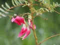 Sesbania Grandiflora, red flower on Cork Wood Tree, Small perennials of the family Sesbania, Fabacea family, or nut family,