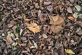 Clsoeup shot of autom dried leaves Royalty Free Stock Photo