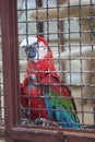 Clsoeup shot of a beautiful Macaw in a cage