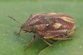 Clsoeup shot of an Eurygaster testudinaria on a green leaf Royalty Free Stock Photo