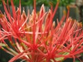 Clsoeup shot of grevillea \'superb