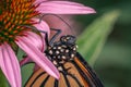 Clsoeup shot of monarch butterfly on purple echinacea flower