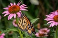 Clsoeup shot of monarch butterfly on purple echinacea flower