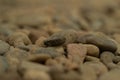 Clsoeup shot of pile of pepples against a blured background Royalty Free Stock Photo