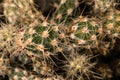 Club Cholla or Perritos Royalty Free Stock Photo