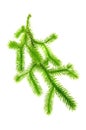 Club Moss (Lycopodium Clavatum) Branch