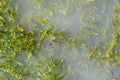 Club Moss (Lycopodium Clavatum) in Fog