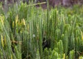 Club mosses lycopodium clavatum growing in the forest