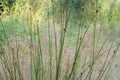 Club-rush, scirpus, bulrush closeup selective focus