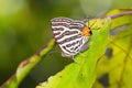 Club silverline butterfly Royalty Free Stock Photo