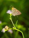 Club silverline butterfly Royalty Free Stock Photo