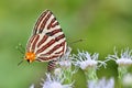 Club silverline red butterfly Royalty Free Stock Photo