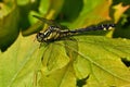 Club-tailed Dragonfly, Gomphus vulgatissimus in close-up