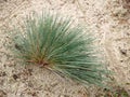 Clubawngrass greyish (gray-haired) (Corynephorus canescens (L.) P. Beauv.) grows on sand