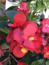 Clubed begonia flowers Royalty Free Stock Photo