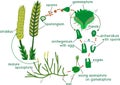 Clubmoss life cycle. Diagram of life cycle of Lycopodium Running clubmoss or Lycopodium clavatum with titles Royalty Free Stock Photo