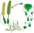 Clubmoss life cycle. Diagram of a life cycle of Lycopodium clavatum or Running clubmoss