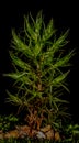Clubmoss Lycopodium clavatum in Dark Forest Macro Showing Primitive Vascular Structure Royalty Free Stock Photo