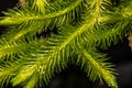 Lycopodium Clubmoss Royalty Free Stock Photo