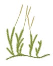 Clubmoss or Lycopodium. Moss illustration
