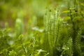 clubmosses natural background Royalty Free Stock Photo