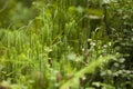 clubmosses natural background Royalty Free Stock Photo