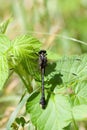 A Clubtail Dragonfly on a Leaf