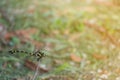 Clubtail dragonfly on the small branch