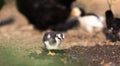 Clucking hen and chicks Royalty Free Stock Photo