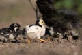 Clucking hen and chicks Royalty Free Stock Photo