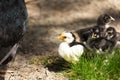 Clucking hen and chicks Royalty Free Stock Photo