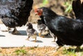 Clucking hen and chicks Royalty Free Stock Photo