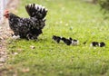 Hen with its baby chicks in grass Royalty Free Stock Photo