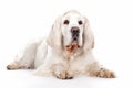 Clumber Spaniel Dog On White Background. Generative AI Royalty Free Stock Photo