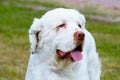 Clumber Spaniel portrait. Royalty Free Stock Photo