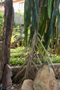Clump and Aerial roots of Seashore Screwpine Pandanus Odorifer are growing in the tropical ornamental garden