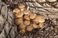 Clump of Armillaria luteobubalina or Australian Honey Fungus