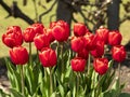 Beautiful bright red tulips flowering in a park Royalty Free Stock Photo