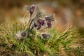 Clump of beautiful wind flowers