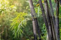 Clump black bamboo is species that are rare. Green bamboo background in nature.