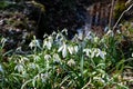 Clump snowdrops in spring forest