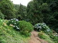 Clump of blue hydrangea macrophylla in Azores