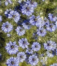 Clump of blue nigella flowers