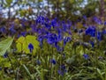 A clump of bluebells standing upright in a wood in Leicestershire