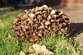 A clump of brown toadstools growing in a garden in autumn