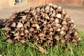A clump of brown toadstools growing in a garden in autumn Royalty Free Stock Photo