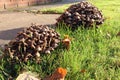 A clump of brown toadstools growing in a garden in autumn