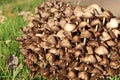 A clump of brown toadstools growing in a garden in autumn