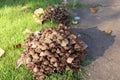 A clump of brown toadstools growing in a garden in autumn Royalty Free Stock Photo